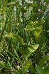 Indian tobacco