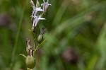 Indian tobacco