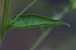 Indian tobacco