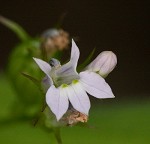 Indian tobacco