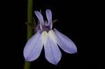 Nuttall's lobelia