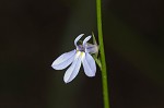 Nuttall's lobelia