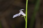 Nuttall's lobelia