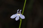 Nuttall's lobelia