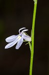 Nuttall's lobelia