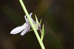 Nuttall's lobelia