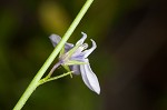 Nuttall's lobelia