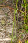 Nuttall's lobelia