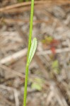 Nuttall's lobelia