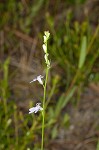 Nuttall's lobelia