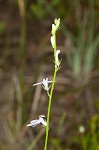 Nuttall's lobelia