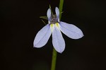 Nuttall's lobelia