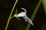 Nuttall's lobelia