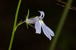 Nuttall's lobelia