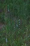 Nuttall's lobelia