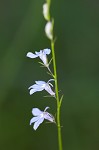 Nuttall's lobelia