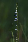 Nuttall's lobelia