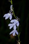 Nuttall's lobelia