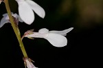 White lobelia