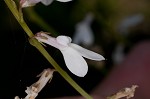 White lobelia
