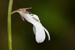 White lobelia