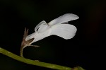 White lobelia