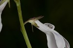 White lobelia