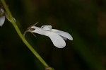 White lobelia