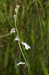 White lobelia