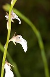 White lobelia