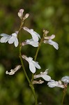 White lobelia