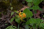 Yellow honeysuckle