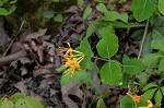 Yellow honeysuckle