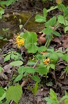 Yellow honeysuckle