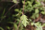 Japanese honeysuckle