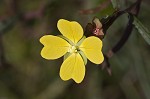 Carolina primrose willow