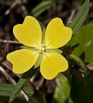 Carolina primrose willow