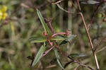 Carolina primrose willow