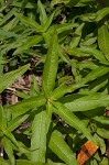 Carolina primrose willow