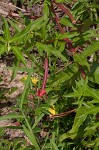 Carolina primrose willow