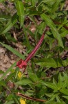 Carolina primrose willow