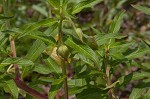 Carolina primrose willow