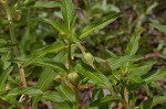 Carolina primrose willow