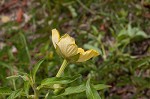 Carolina primrose willow