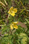 Carolina primrose willow