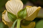 Carolina primrose willow