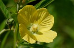 Carolina primrose willow