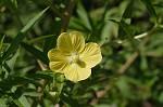 Carolina primrose willow