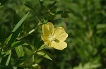 Carolina primrose willow