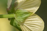 Carolina primrose willow